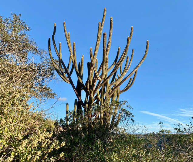  Facheiro, árvore típica do bioma da Caatinga, presente no Agreste e Sertão de Pernambuco.