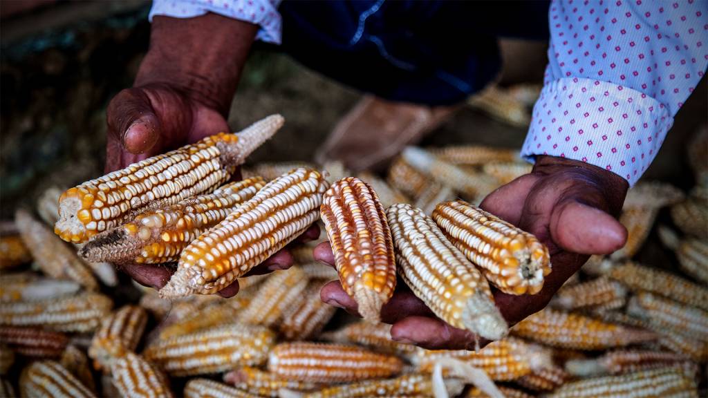 Sementes da resistência