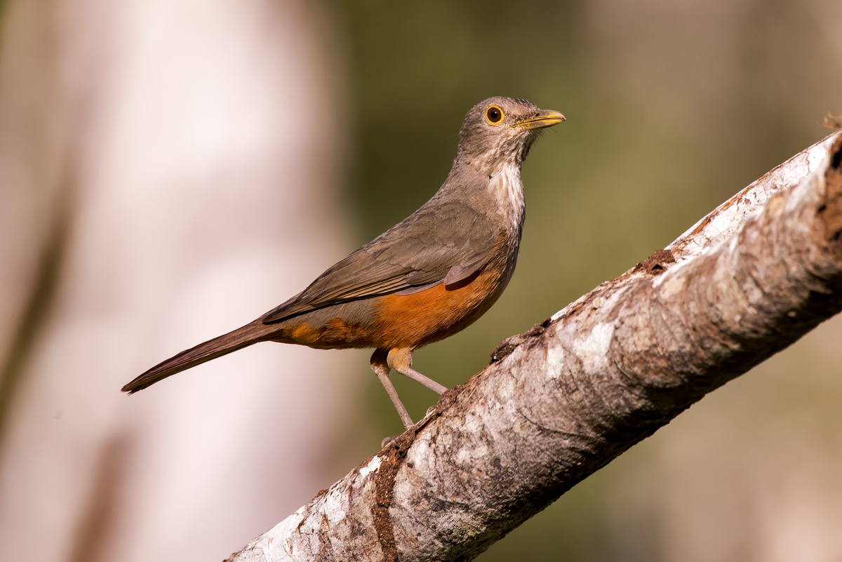 sabia-laranjeira -