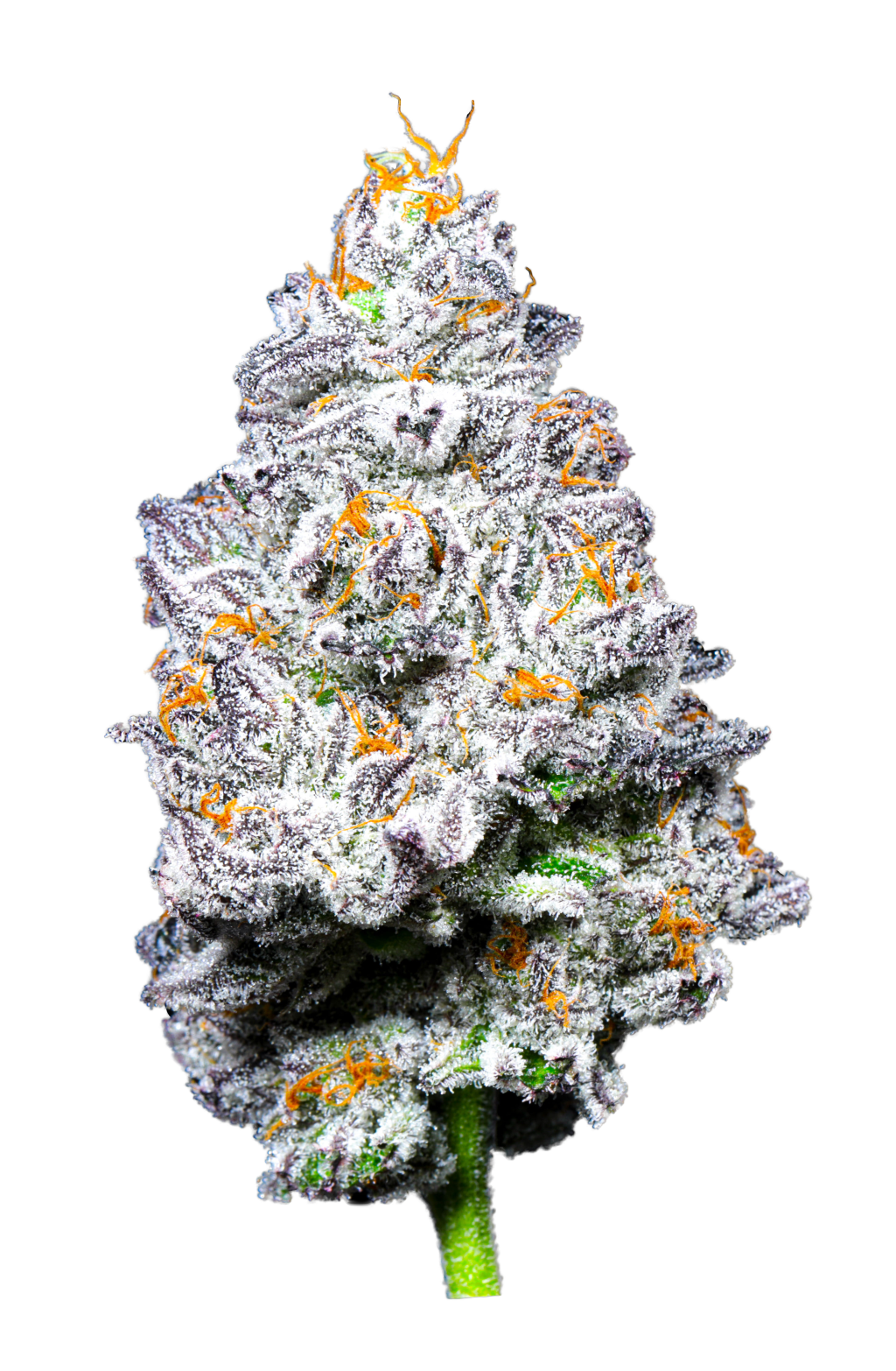 Kryptochronic, flor indica vencedora do Cannabis Cup Arizona 2021